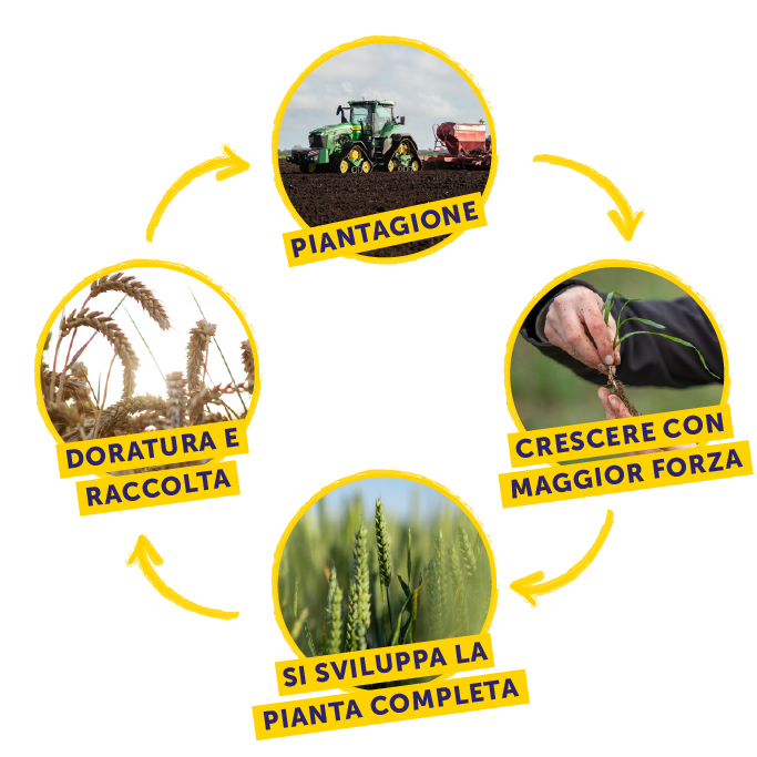 Weetabix Wheat Cycle Diagram
